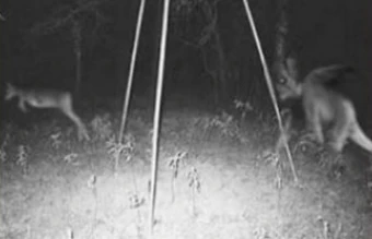 Jersey Devil Jersey Devil